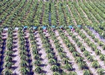 Bài toán thị trường thanh long –  Các nông hộ, doanh nghiệp nông nghiệp cần nâng tầm tư duy sản xuất