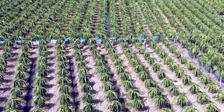 Bài toán thị trường thanh long –  Các nông hộ, doanh nghiệp nông nghiệp cần nâng tầm tư duy sản xuất