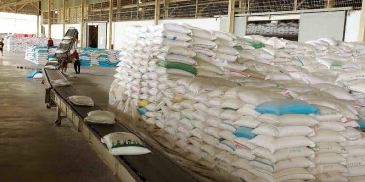 Nhiều kỳ vọng tăng kỷ lục về xuất khẩu gạo năm 2024