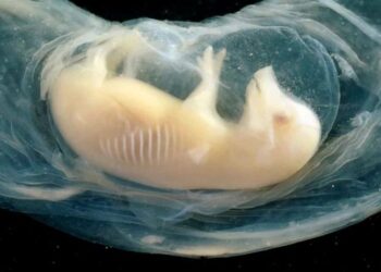 Lần đầu tiên nuôi cấy thành công tim người trong phôi lợn