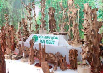 Trầm hương Mai Quốc góp phần phát triển nền nông nghiệp đô thị và đặc trưng thông qua Lễ hội Sinh vật cảnh 2025