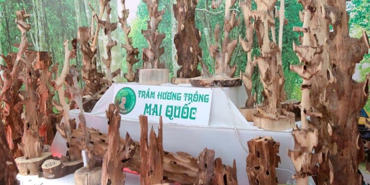 Trầm hương Mai Quốc góp phần phát triển nền nông nghiệp đô thị và đặc trưng thông qua Lễ hội Sinh vật cảnh 2025