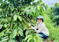 BM Group góp phần nâng tầm thương hiệu cà phê Việt trên đất đỏ Tây Nguyên