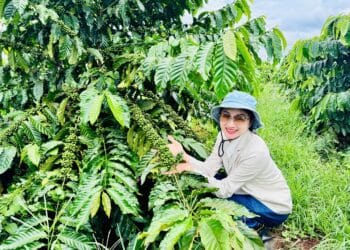 BM Group góp phần nâng tầm thương hiệu cà phê Việt trên đất đỏ Tây Nguyên