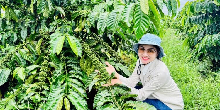 BM Group góp phần nâng tầm thương hiệu cà phê Việt trên đất đỏ Tây Nguyên