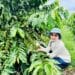 BM Group góp phần nâng tầm thương hiệu cà phê Việt trên đất đỏ Tây Nguyên