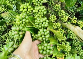 Nông nghiệp hữu cơ bền vững – Hướng đi thiết thực cho ngành cà phê Tây Nguyên